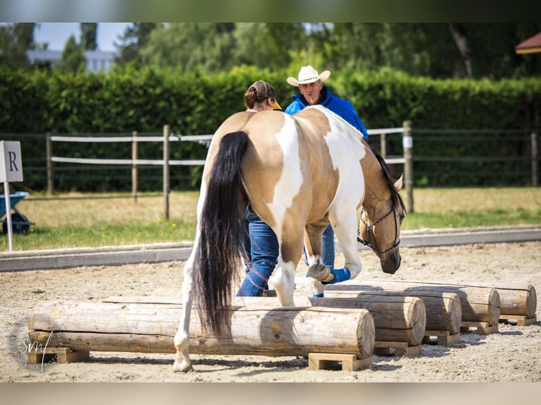 American Paint Horse Stallion 4 years 14.1 hh Buckskin in Escholzmatt