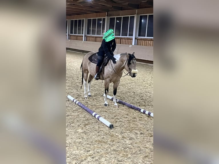 American Paint Horse Stallion 4 years 14.2 hh Buckskin in Bad Wurzach