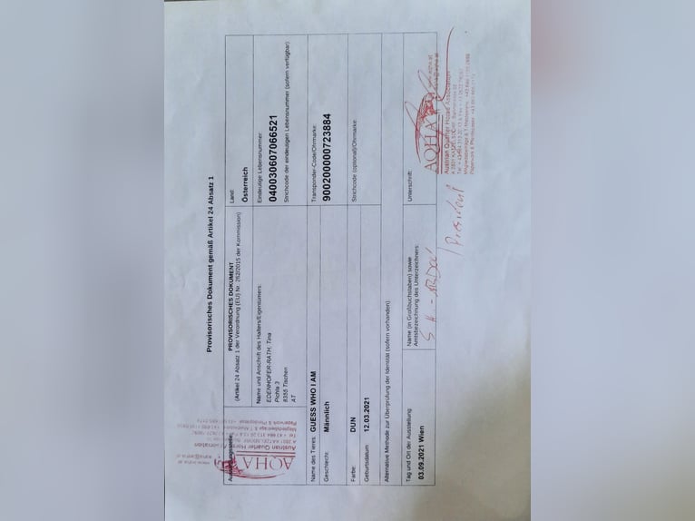 American Paint Horse Stallion 4 years 14,1 hh Tobiano-all-colors in Ernstbrunn