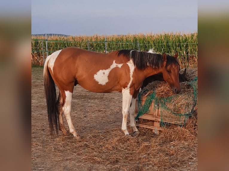 American Paint Horse Stallion 4 years 14,1 hh Tobiano-all-colors in Mistelbach