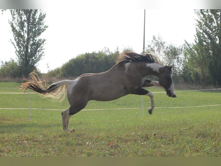 American Paint Horse Stallion 4 years 15.1 hh Grullo in Montalzat