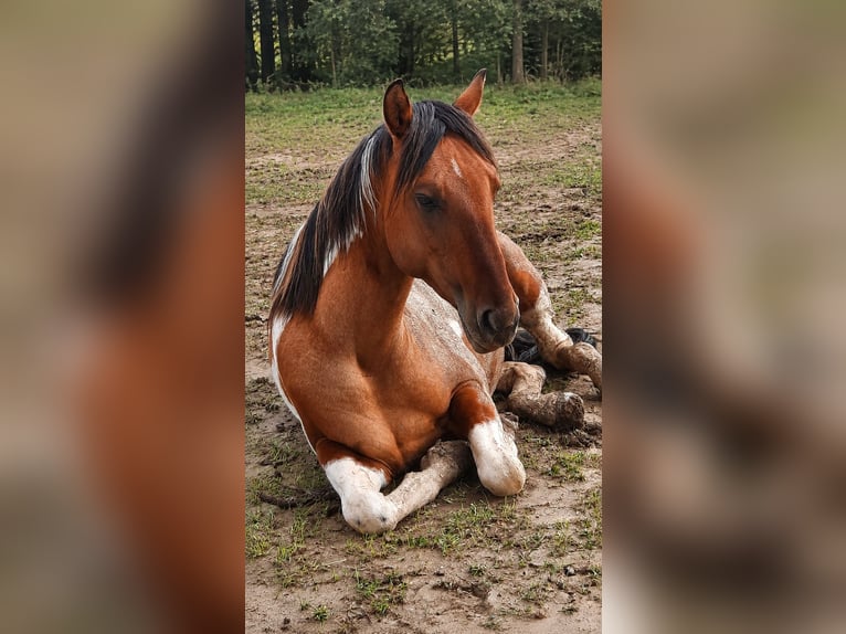 American Paint Horse Stallion 5 years 14.2 hh Tobiano-all-colors in Weinern