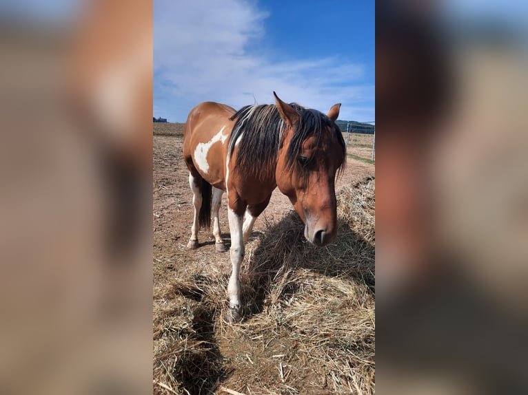 American Paint Horse Stallion 5 years 14,1 hh Tobiano-all-colors in Mistelbach