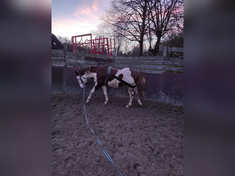 American Paint Horse Stallion 6 years 14.1 hh Overo-all-colors in Derental
