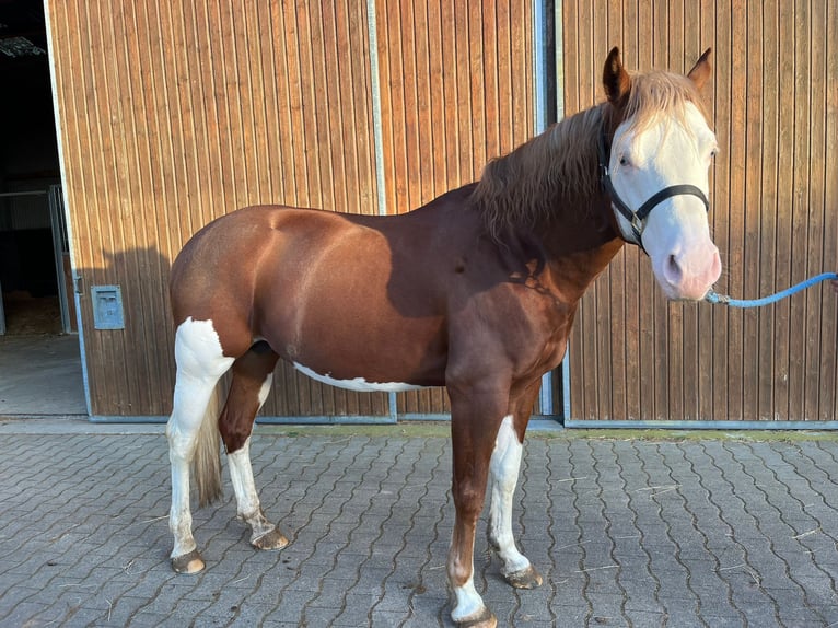 American Paint Horse Stallion 6 years 15.1 hh Overo-all-colors in Buggingen