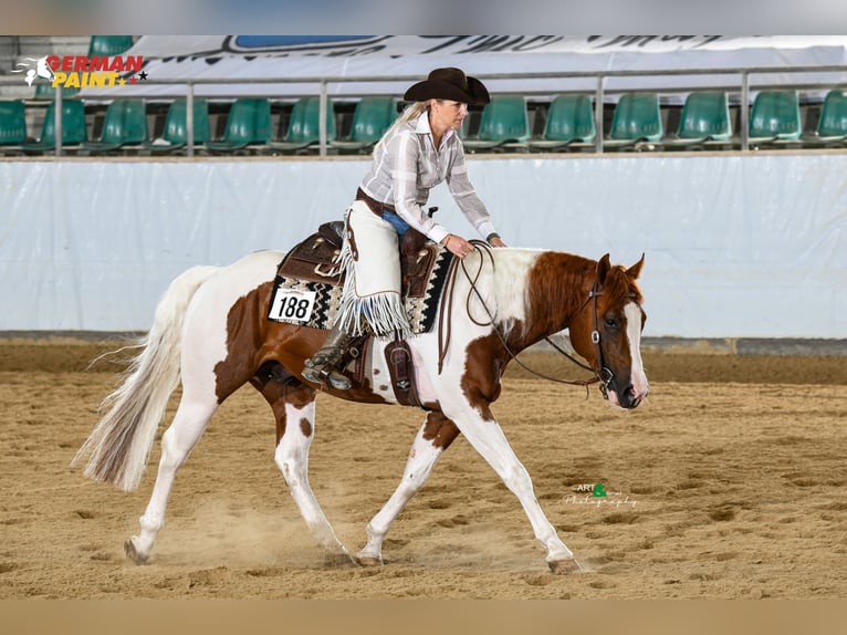American Paint Horse Stallion 6 years 15.2 hh Tobiano-all-colors in WerlteLahn