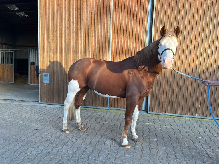 American Paint Horse Stallion 6 years 15,1 hh Overo-all-colors in Buggingen