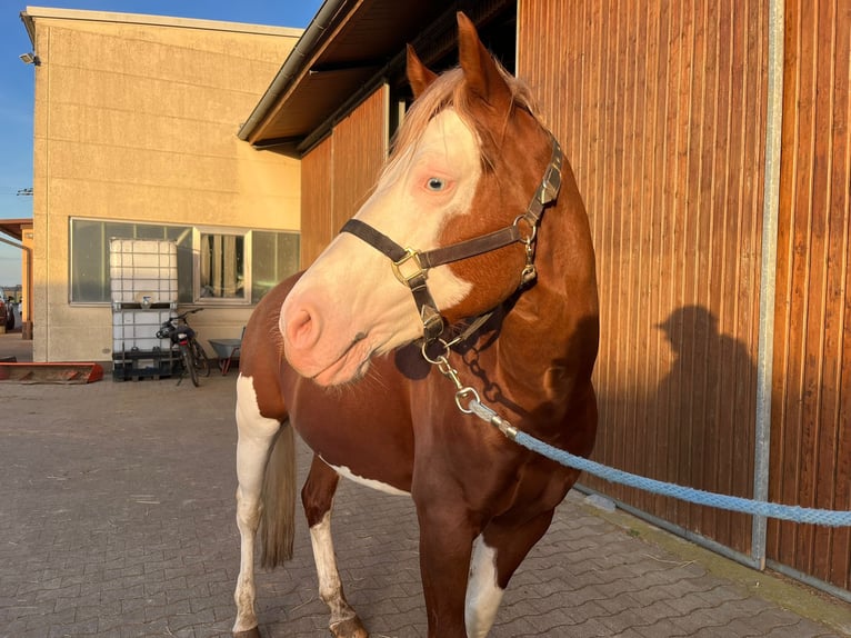 American Paint Horse Stallion 6 years 15,1 hh Overo-all-colors in Buggingen