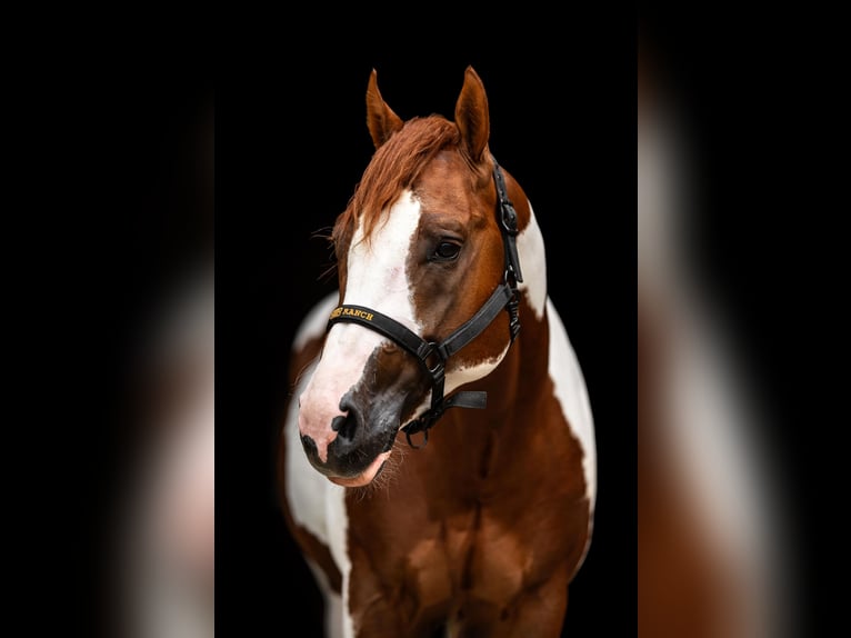 American Paint Horse Stallion 6 years 15,2 hh Tobiano-all-colors in WerlteLahn