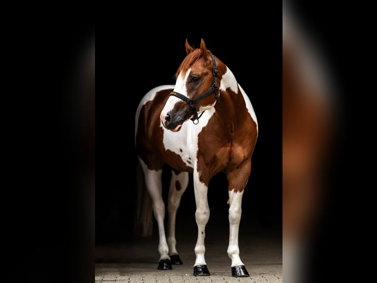 American Paint Horse Stallion 6 years 15,2 hh Tobiano-all-colors in WerlteLahn