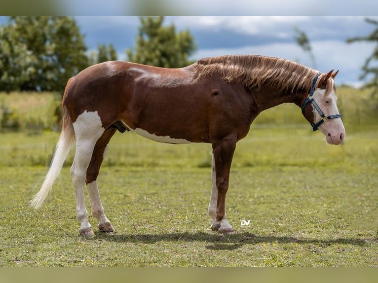 American Paint Horse Stallion 6 years Overo-all-colors in Büttelborn