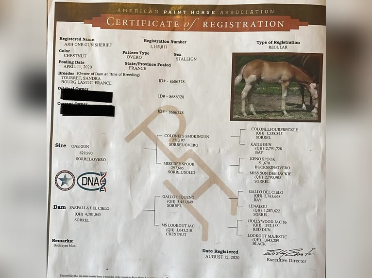 American Paint Horse Stallion 6 years  in Büttelborn