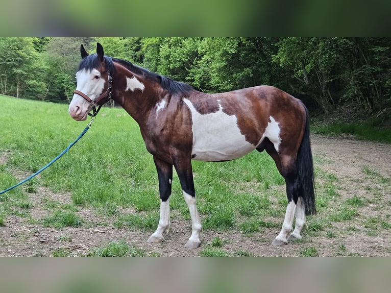 American Paint Horse Stallion 7 years 14.2 hh Overo-all-colors in Bad Kissingen