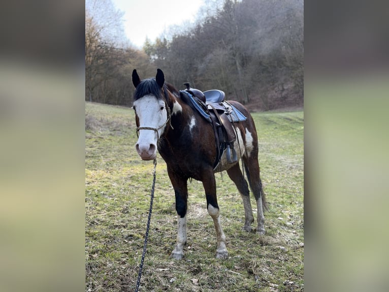 American Paint Horse Stallion 7 years 14,2 hh Pinto in Hammelburg