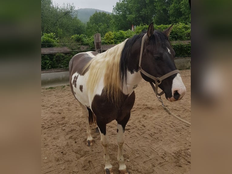 American Paint Horse Stallion 7 years 15.1 hh Grullo in Abaltzisketa
