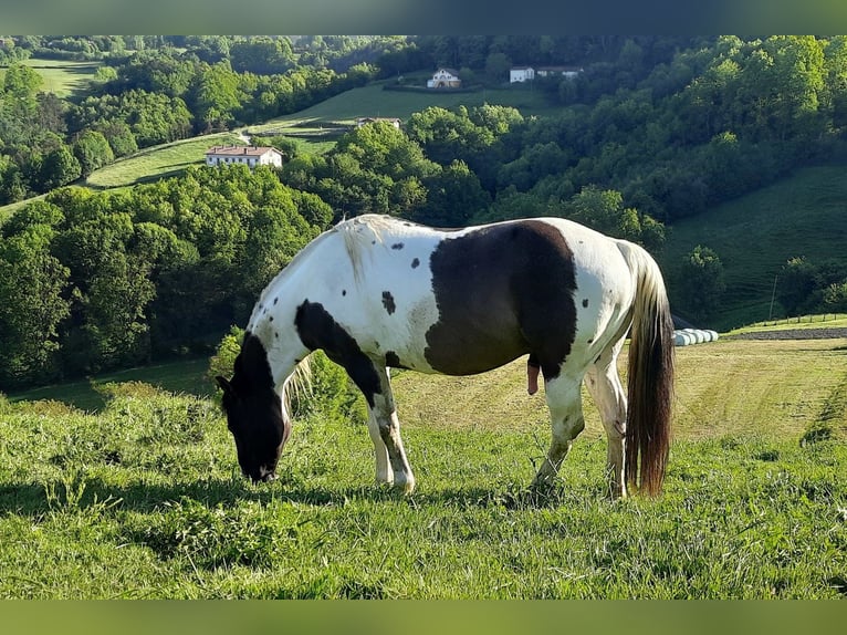 American Paint Horse Stallion 7 years 15.1 hh Grullo in Abaltzisketa
