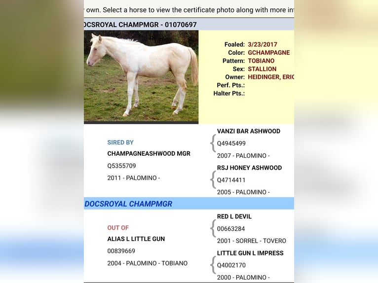 American Paint Horse Stallion 9 years 14.2 hh Champagne in Obertaufkirchen