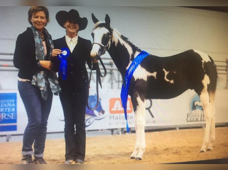 American Paint Horse Stallion 9 years 14.2 hh Tobiano-all-colors in Boccaleone