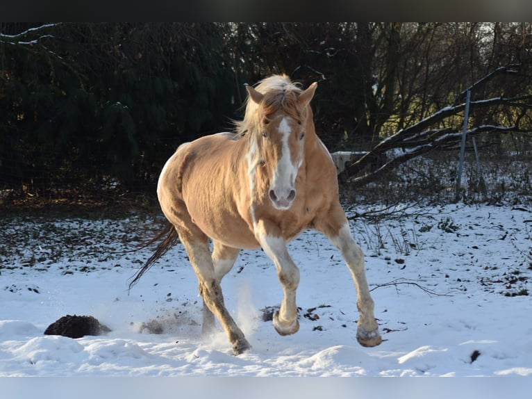 American Paint Horse Stallion Champagne in Ascheberg