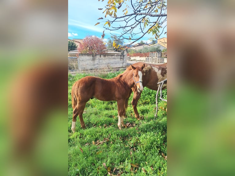 American Paint Horse Stallion Foal (06/2025) 12,2 hh Chestnut in Castrovillari