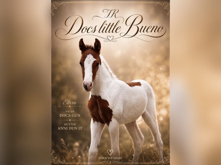 American Paint Horse Stallion Foal (05/2026) 14.2 hh Tobiano-all-colors in Ludwigsburg