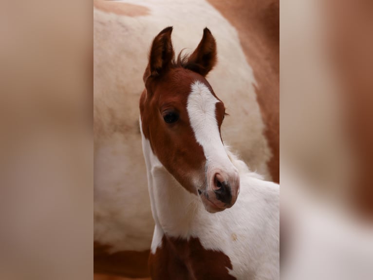 American Paint Horse Stallion Foal (05/2026) 14.2 hh Tobiano-all-colors in Ludwigsburg