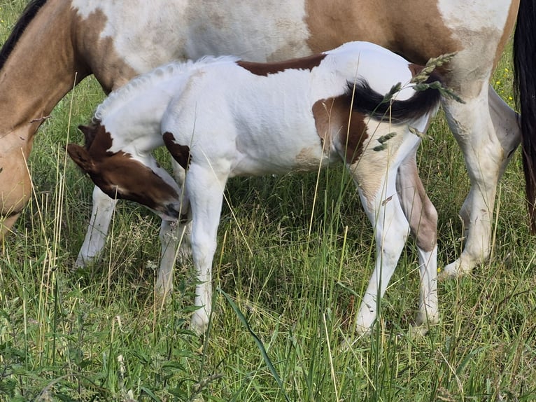 American Paint Horse Stallion Foal (05/2026) 14.2 hh Tobiano-all-colors in Ludwigsburg