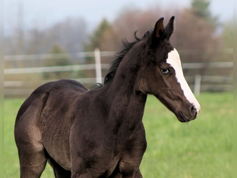 American Paint Horse Stallion Foal (04/2026) 14.3 hh Black in Bautzen