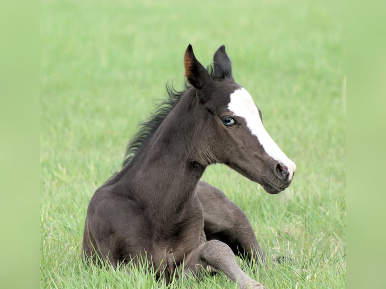 American Paint Horse Stallion Foal (04/2026) 14.3 hh Black in Bautzen
