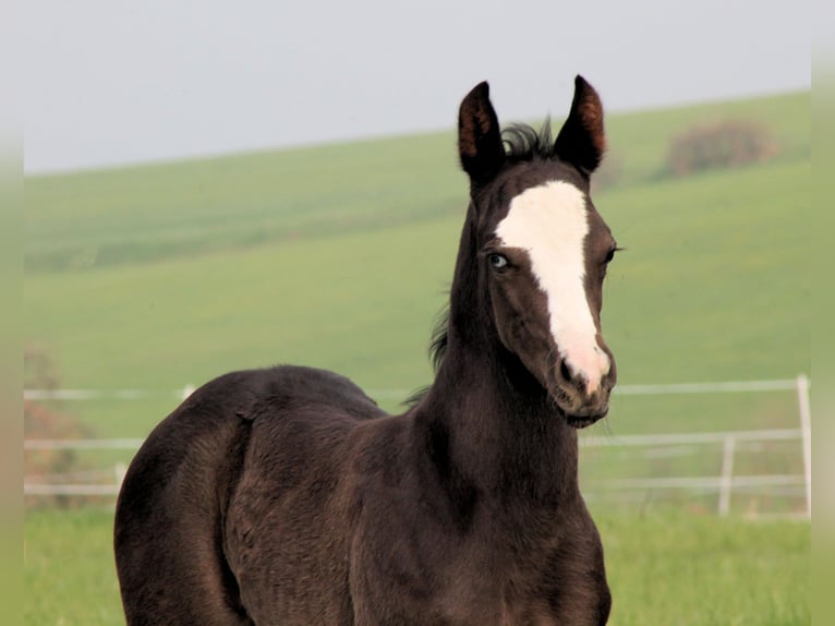 American Paint Horse Stallion Foal (04/2026) 14.3 hh Black in Bautzen