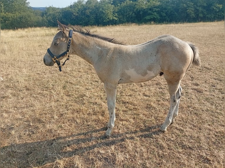 American Paint Horse Stallion Foal (05/2026) 14.3 hh Buckskin in Petit-Réderching