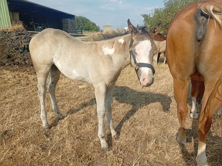 American Paint Horse Stallion Foal (05/2026) 14.3 hh Buckskin in Petit-Réderching