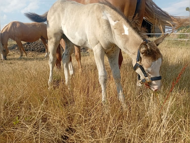 American Paint Horse Stallion Foal (05/2026) 14.3 hh Buckskin in Petit-Réderching