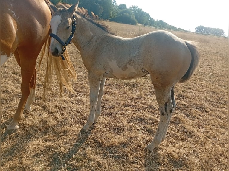 American Paint Horse Stallion Foal (05/2026) 14.3 hh Buckskin in Petit-Réderching