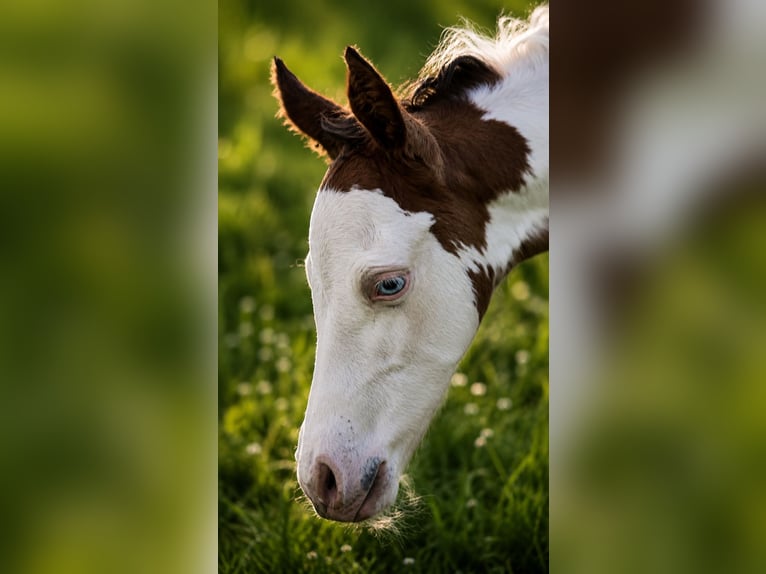 American Paint Horse Stallion Foal (05/2026) 14.3 hh Overo-all-colors in Bad Driburg