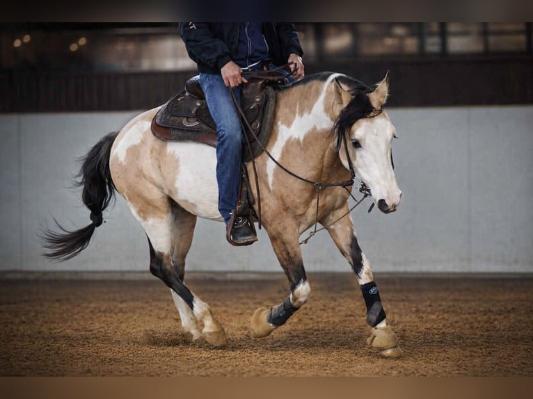 American Paint Horse Stallion Foal (05/2026) 14.3 hh Overo-all-colors in Bad Driburg