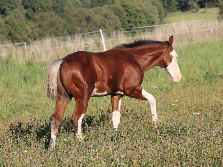 American Paint Horse Stallion Foal (04/2025) 14,2 hh Brown in Bautzen
