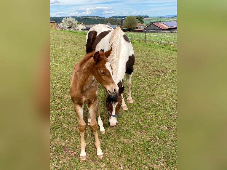 American Paint Horse Stallion Foal (04/2025) 14,2 hh Chestnut-Red in Erbendorf