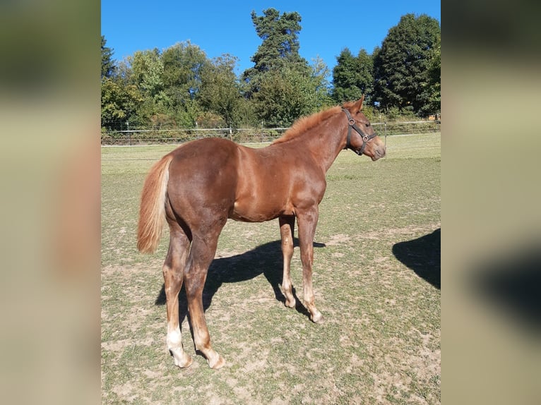 American Paint Horse Stallion Foal (04/2025) 14,2 hh Chestnut-Red in Erbendorf
