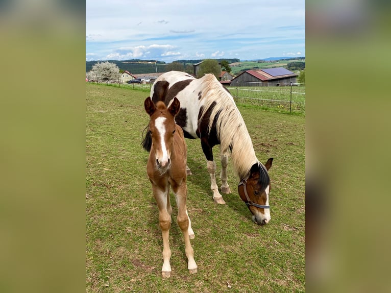 American Paint Horse Stallion Foal (04/2025) 14,2 hh Chestnut-Red in Erbendorf