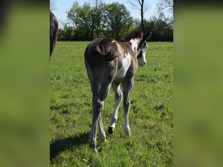 American Paint Horse Stallion Foal (04/2025) 14,2 hh Overo-all-colors in Neustadt Dosse