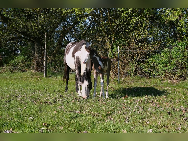 American Paint Horse Stallion Foal (04/2025) 14,2 hh Overo-all-colors in Neustadt Dosse