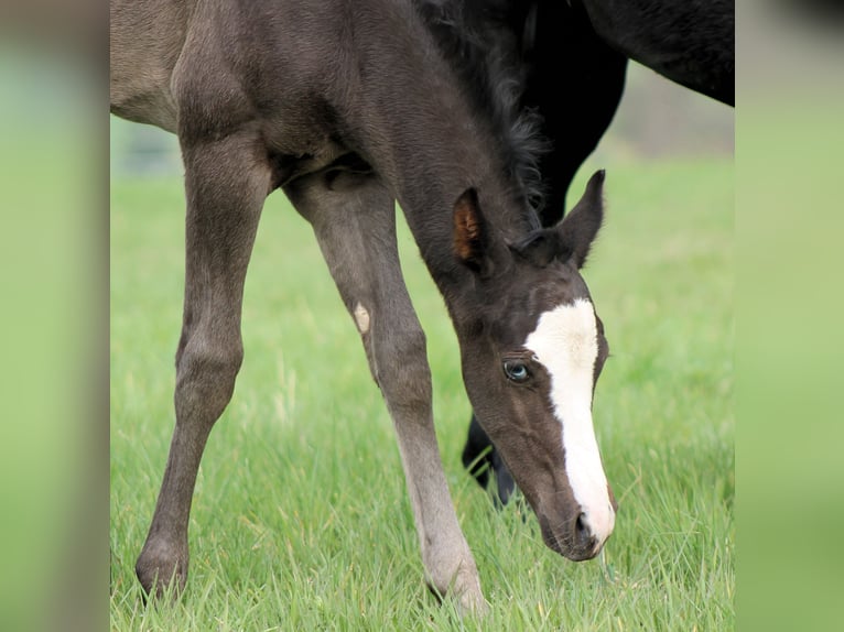 American Paint Horse Stallion Foal (04/2026) 14,3 hh Black in Bautzen