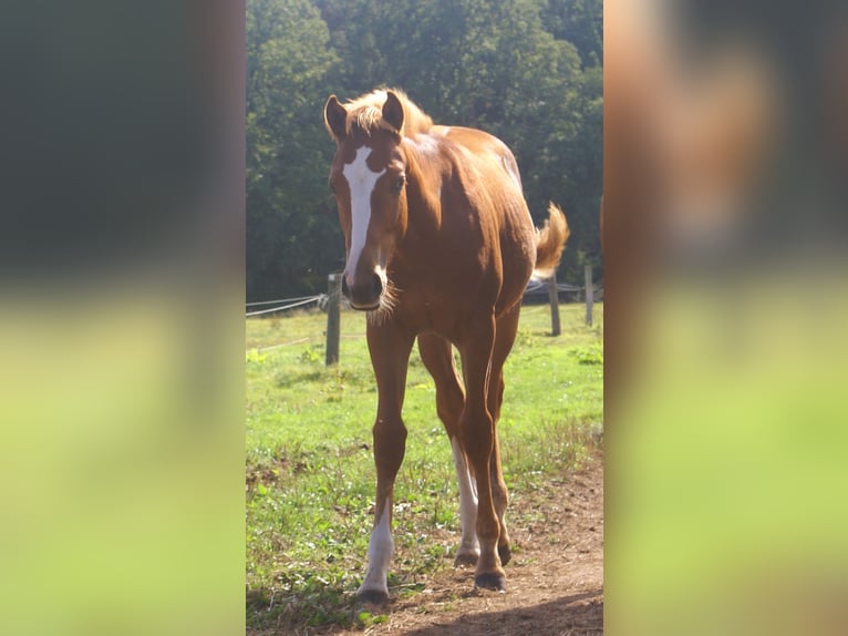 American Paint Horse Stallion Foal (03/2025) 14,3 hh Chestnut-Red in Velpke