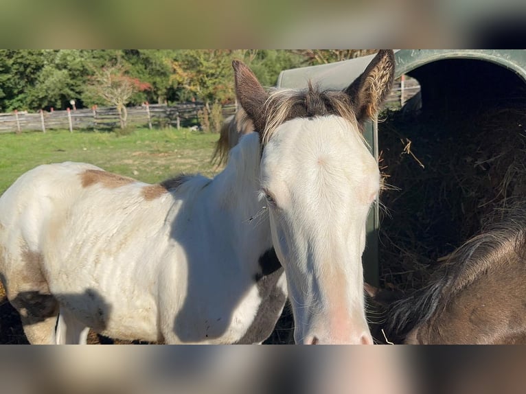 American Paint Horse Stallion Foal (05/2025) 14,3 hh Grullo in Opi