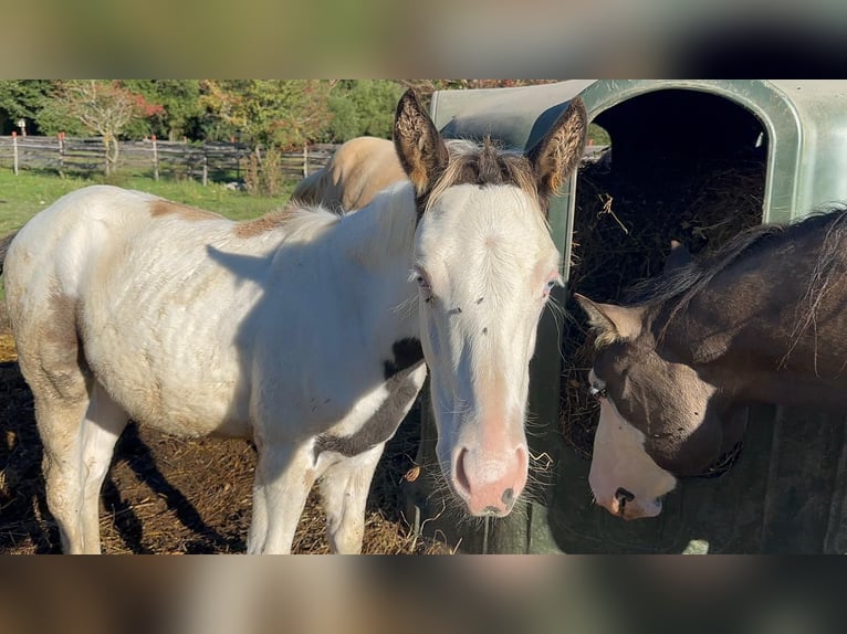 American Paint Horse Stallion Foal (05/2025) 14,3 hh Grullo in Opi