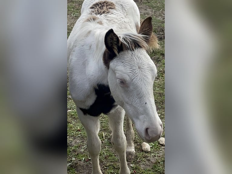 American Paint Horse Stallion Foal (05/2025) 14,3 hh Grullo in Opi