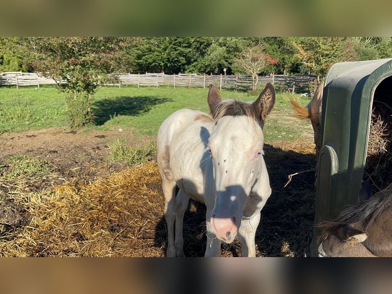 American Paint Horse Stallion Foal (05/2025) 14,3 hh Grullo in Opi