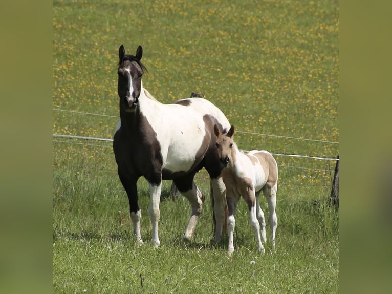 American Paint Horse Stallion Foal (05/2026) 15.1 hh Grullo in Büren