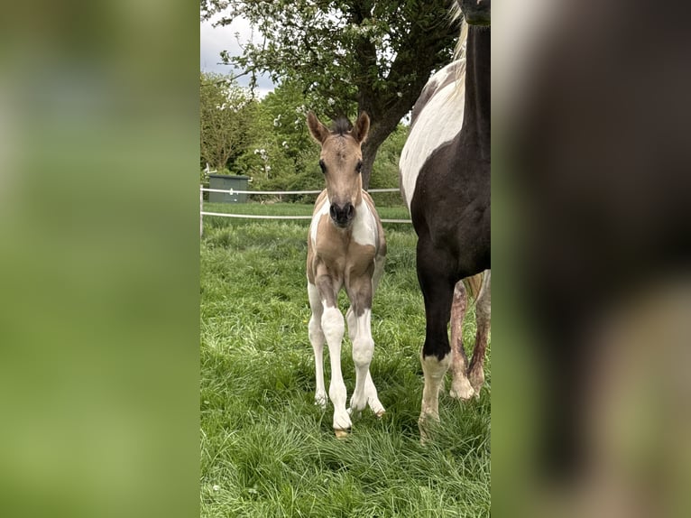 American Paint Horse Stallion Foal (05/2026) 15.1 hh Grullo in Büren